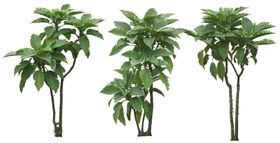 免扣植物树木素材图片