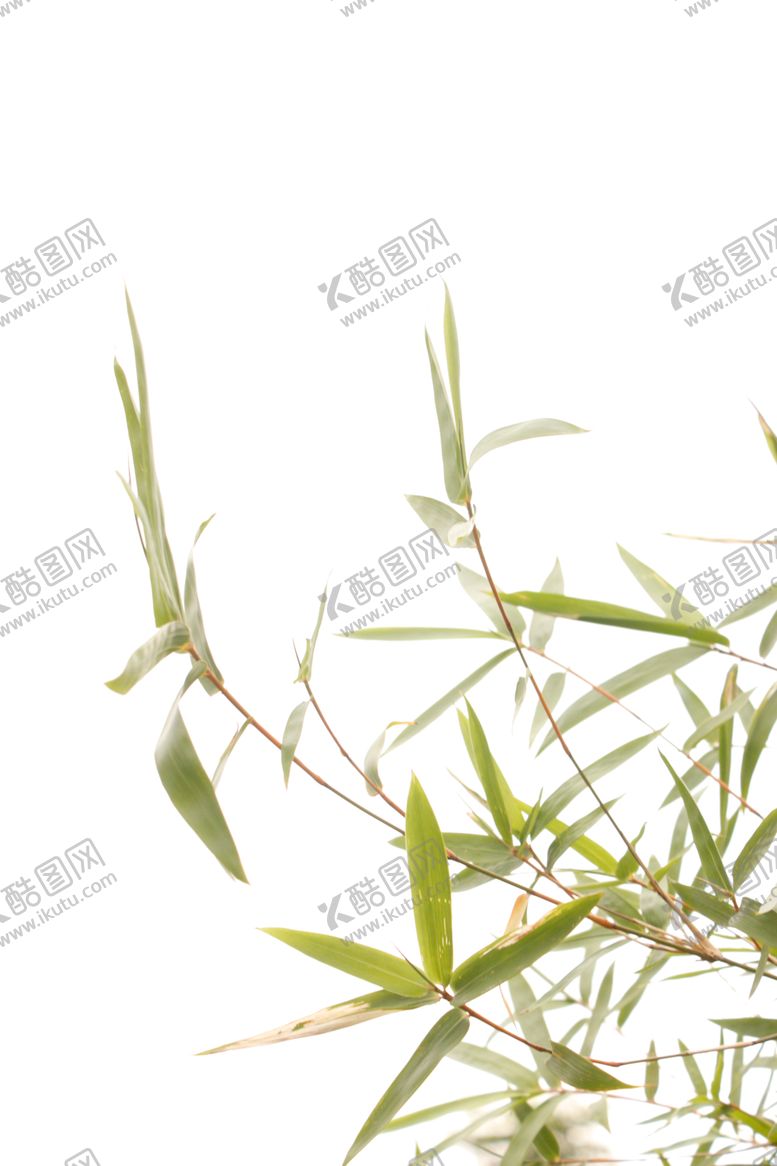 编号：68268310191124207513【酷图网】源文件下载-竹叶