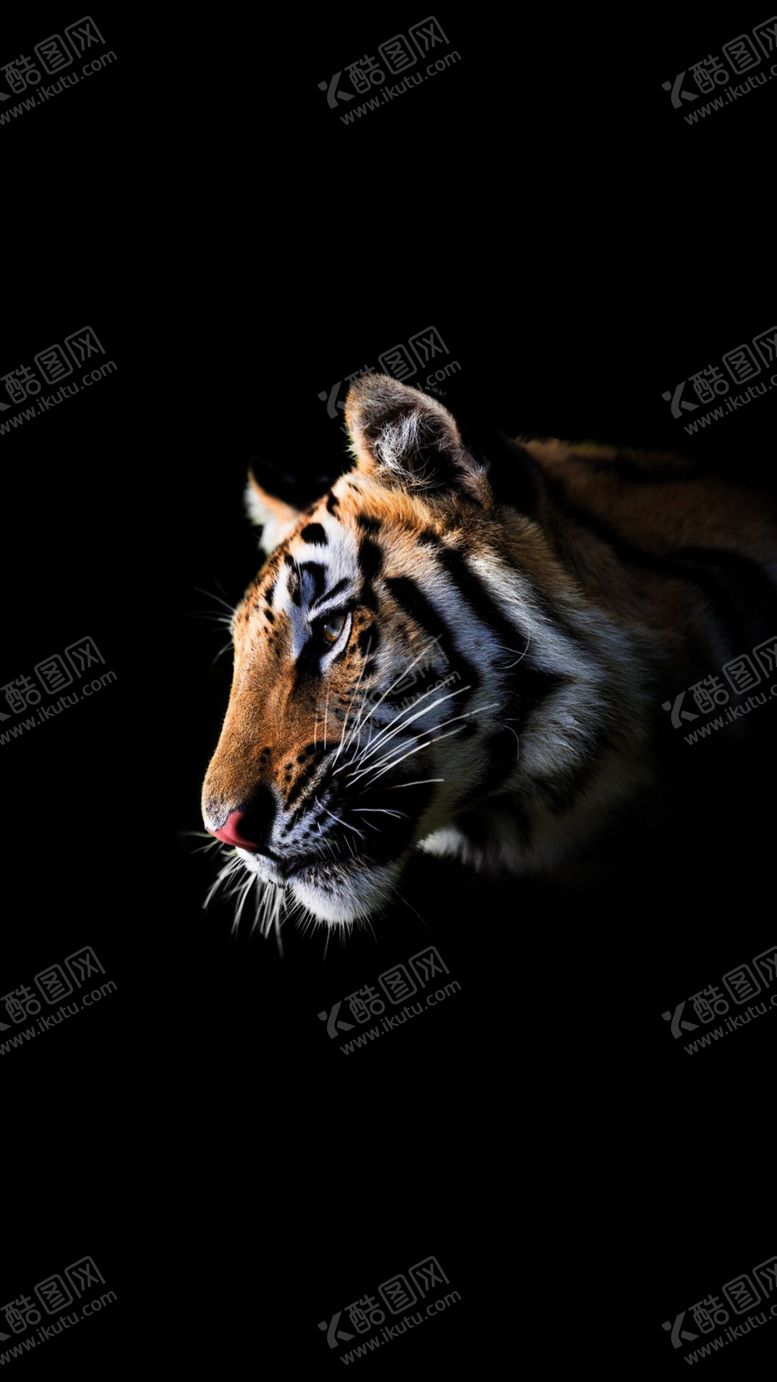 老虎自然猛兽壁纸动物