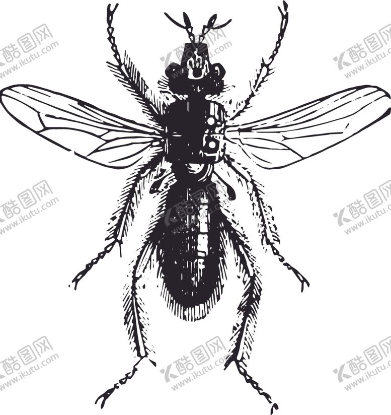 编号：21500807061455437914【酷图网】源文件下载-自然昆虫蝴蝶标本插画