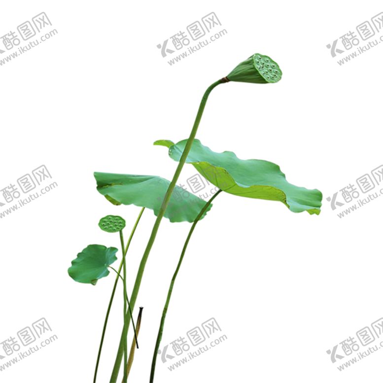 编号：96161410162059026974【酷图网】源文件下载-绿色植物
