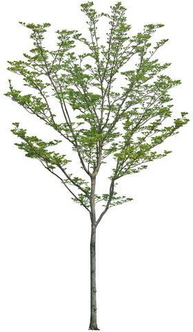 园林植物