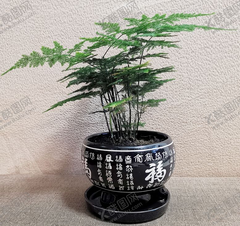 编号：14486406180752315258【酷图网】源文件下载-文竹植物