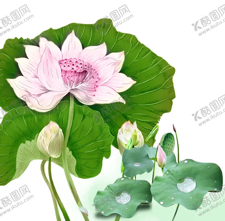 编号：19204309140912028945【酷图网】源文件下载-荷花莲花素材莲花背景