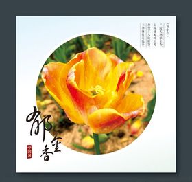 郁金香