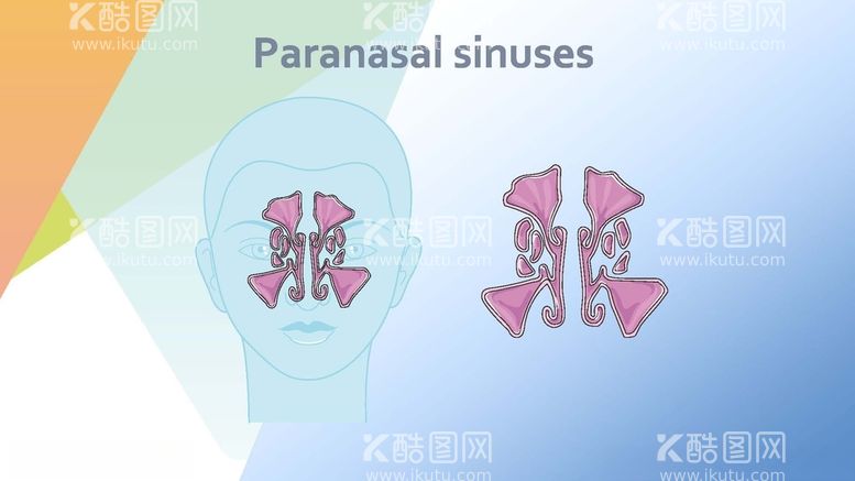 编号：20353912010053575898【酷图网】源文件下载-副鼻窦