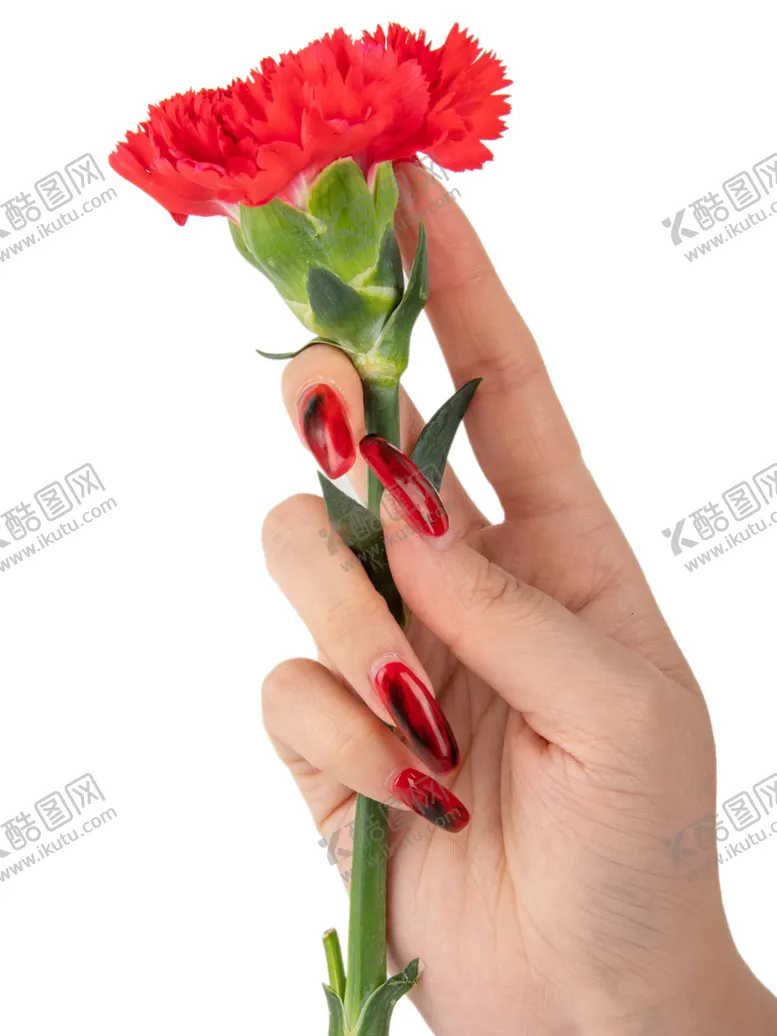 编号：16748602082253585843【酷图网】源文件下载-女神节送花红色康乃馨
