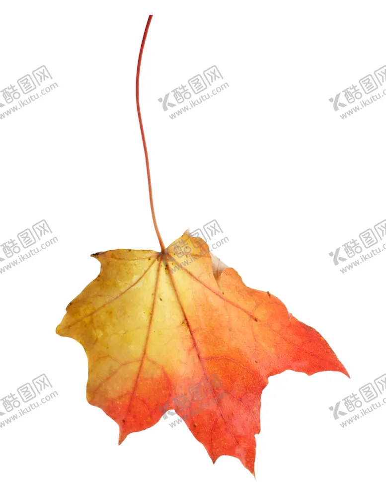 编号：83532709110114155434【酷图网】源文件下载-枫叶