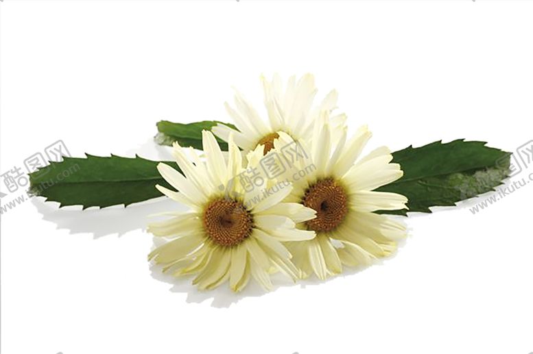 编号：68881109190923395663【酷图网】源文件下载-绿色植物