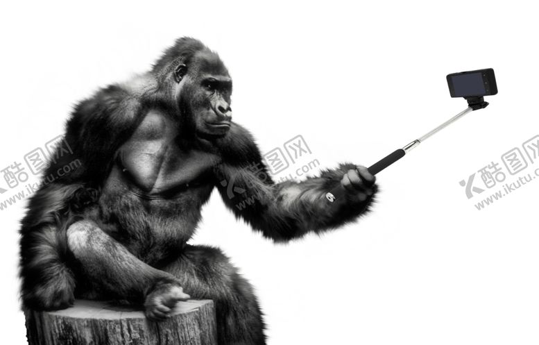 编号：79183110300913461695【酷图网】源文件下载-黑色大猩猩动物