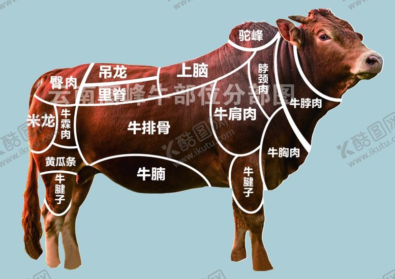 编号：21231302141410116561【酷图网】源文件下载-云南高峰牛部位分布图