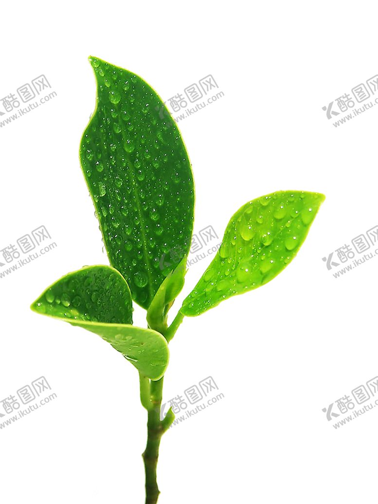编号：36633009220413513466【酷图网】源文件下载-绿色相框
