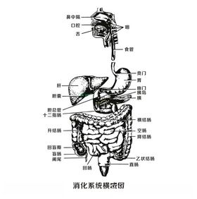 消化系统横式图