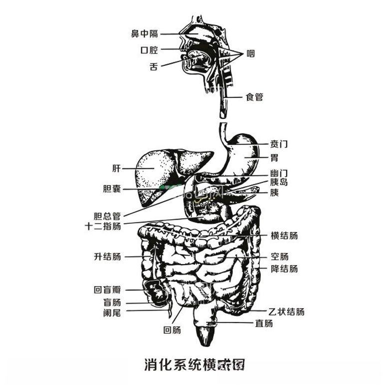 编号：40859012180721541588【酷图网】源文件下载-消化系统横式图