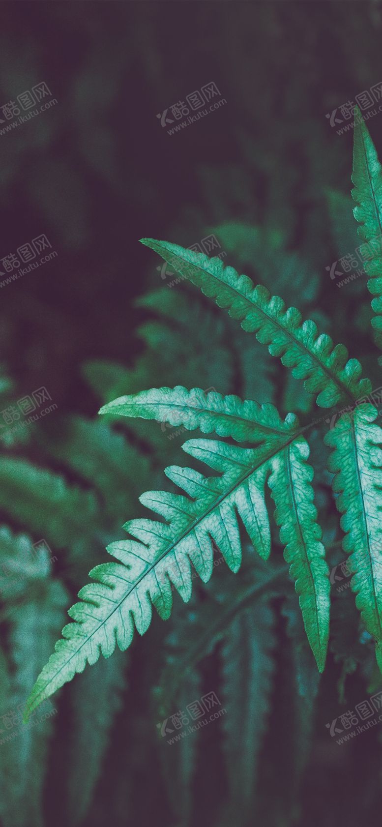 编号：94298409291928475717【酷图网】源文件下载-手机壁纸