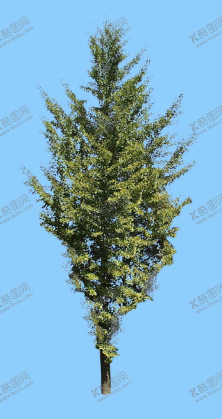编号：52923911011935512353【酷图网】源文件下载-景观树