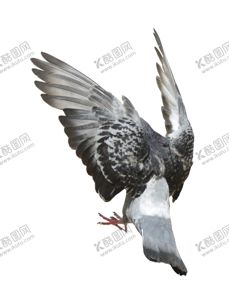 编号：48061501280414496641【酷图网】源文件下载-鸽子素材