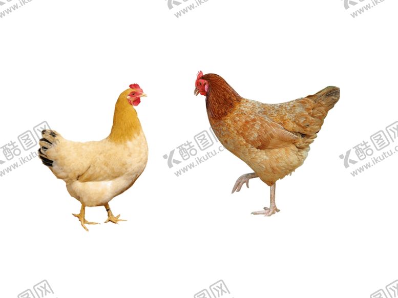 编号：31996309200911124313【酷图网】源文件下载-母鸡
