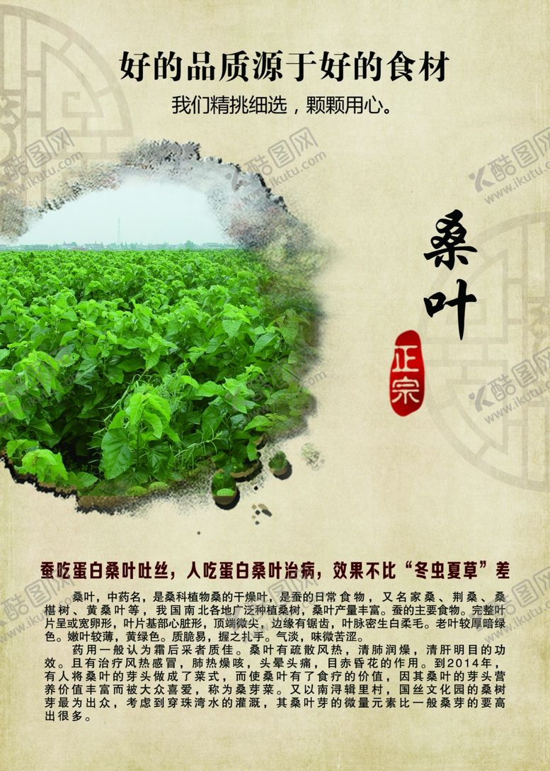 编号：99872202141831025474【酷图网】源文件下载-农产品桑叶海报
