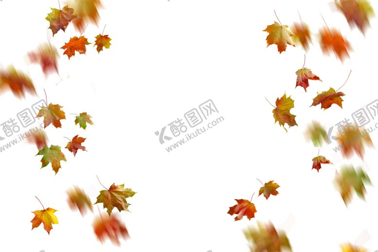 编号：83682109170545196242【酷图网】源文件下载-枫叶