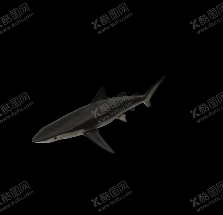 编号：40098506290249019785【酷图网】源文件下载-海洋生物