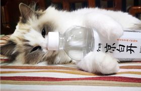 凉白开喝着舒服
