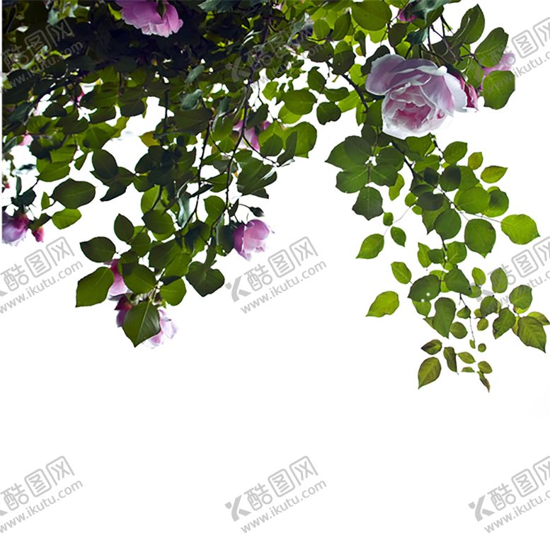编号：11431407091052301386【酷图网】源文件下载-绿色植物