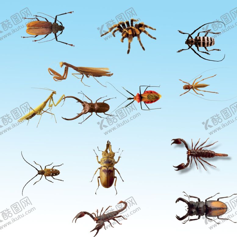 编号：16412810280958102571【酷图网】源文件下载-昆虫