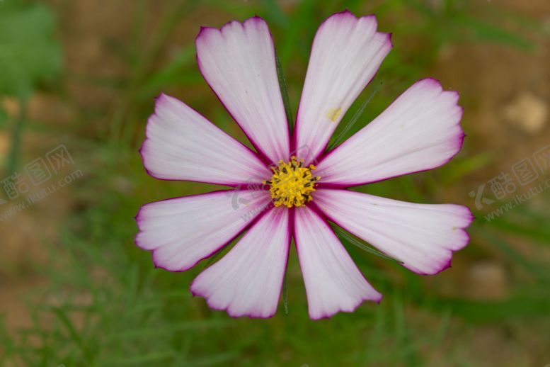 编号：59562709162229493474【酷图网】源文件下载-秋英