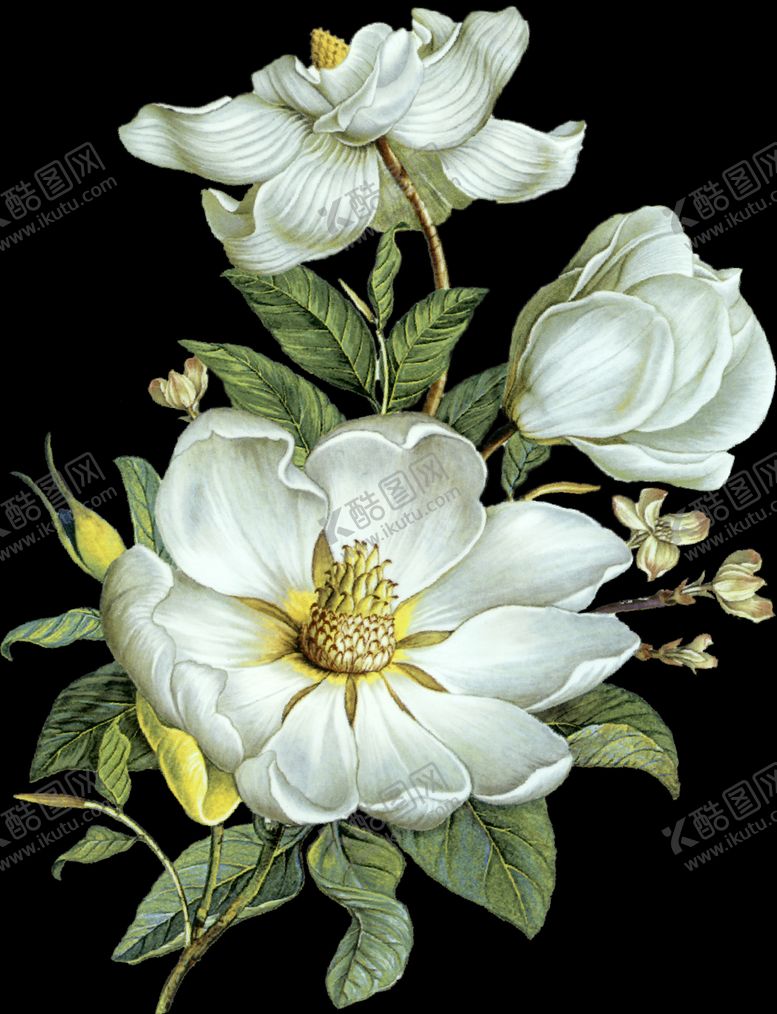 编号：79094109271333057777【酷图网】源文件下载-手绘花