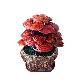 灵芝仙草草营养品