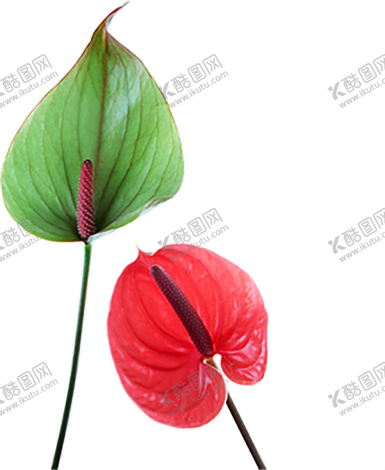 编号：68078710091447481436【酷图网】源文件下载-绿色相框