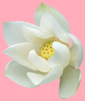 玫瑰花情人节黄白植物