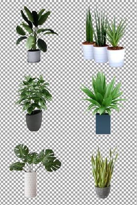 植物盆栽