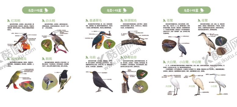 编号：52984601170947536255【酷图网】源文件下载-观鸟折页