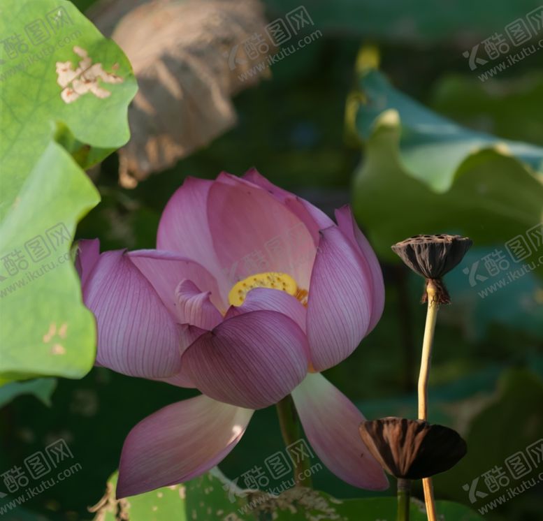 编号：91284809300525566869【酷图网】源文件下载-荷花