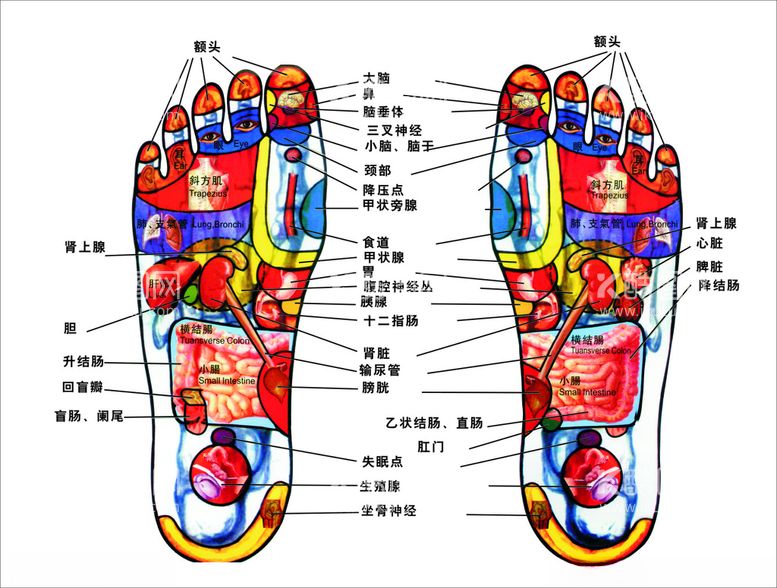 编号：79448212131559404988【酷图网】源文件下载-脚部穴位图