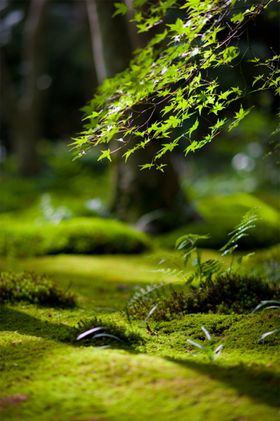 森林