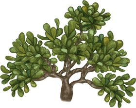绿植水彩插画