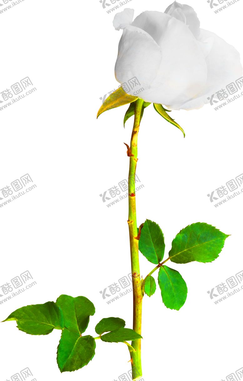 编号：25881409211911287058【酷图网】源文件下载-浪漫素材