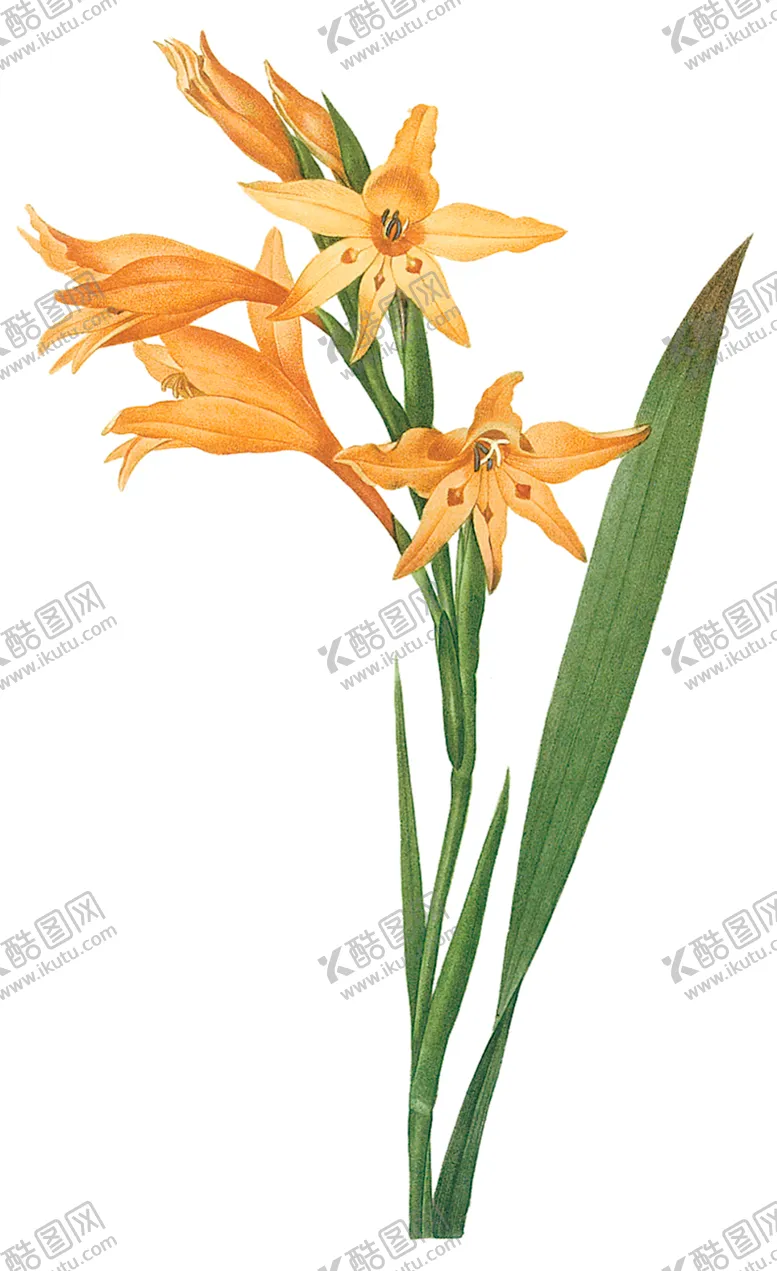 编号：51918206300802215312【酷图网】源文件下载-植物花卉油画装饰画