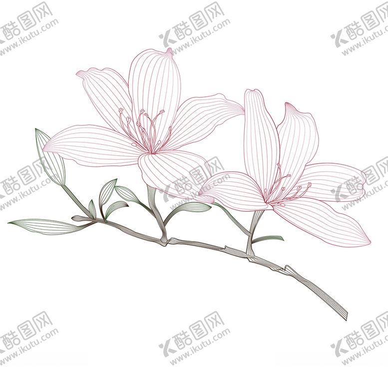 编号：62423810262228259440【酷图网】源文件下载-杜鹃花线稿矢量素材