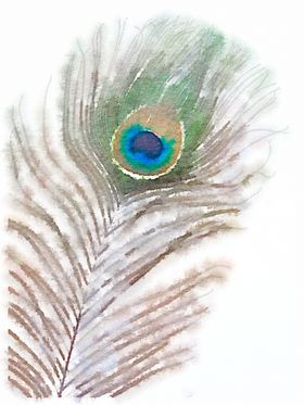 水彩插画鸟图案