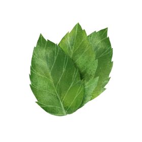 薄荷植物元素