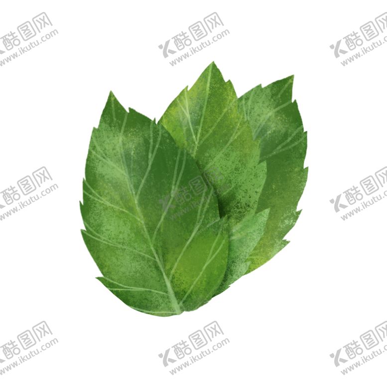 编号：79434705112035263639【酷图网】源文件下载-薄荷植物元素