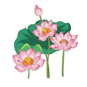 手绘莲花