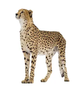 豹子豹雷豹猎豹肉食动物