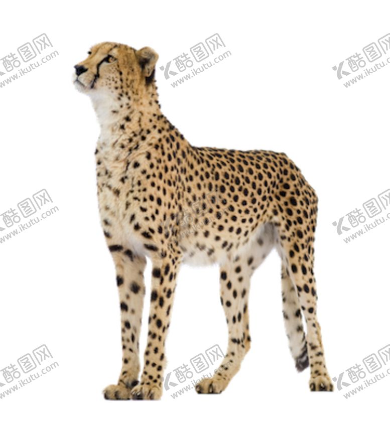 编号：79439910301814247384【酷图网】源文件下载-豹子豹雷豹猎豹肉食动物