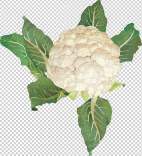 花菜