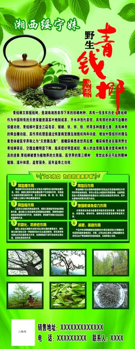青钱柳展架